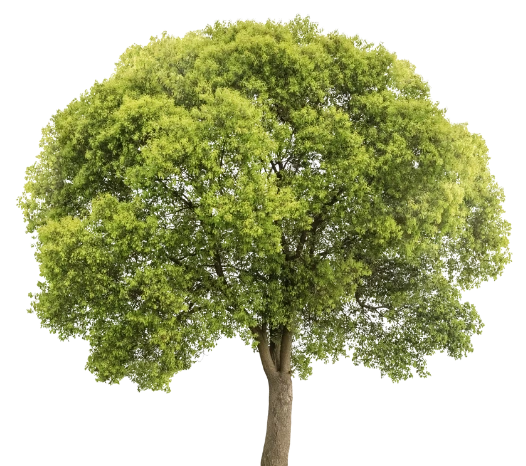 plant-tree